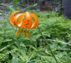 Lilium pardalinum wigginsii
