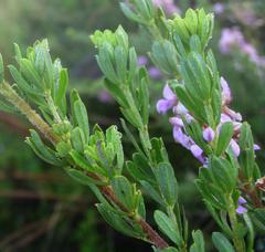 Indigofera flabellata