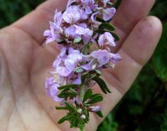 Indigofera flabellata