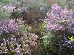 Indigofera flabellata