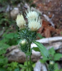 Cirsium andersonii