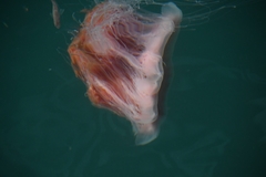Cyanea capillata