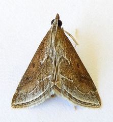 Pyrausta napaealis