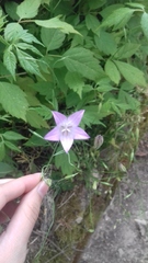 Campanula ramosissima