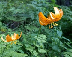 Lilium pardalinum wigginsii