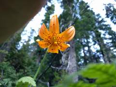 Lilium pardalinum wigginsii