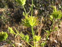 Cordylanthus rigidus setigerus