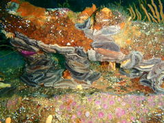 Pentacta doliolum