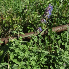 Nepeta racemosa
