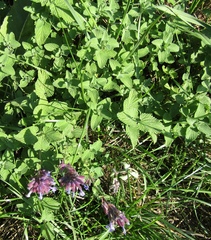 Nepeta racemosa