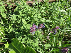 Nepeta racemosa
