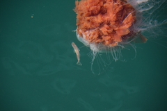 Cyanea capillata