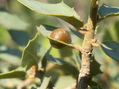 Andricus reticulatus
