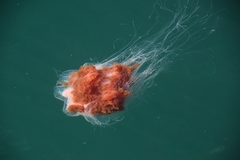 Cyanea capillata