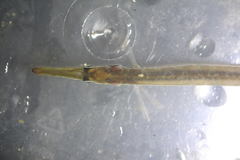 Aulorhynchus flavidus