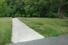 Festuca rubra commutata