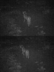 Leptailurus serval serval