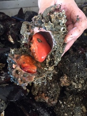 Pyura chilensis
