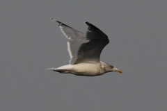 Larus