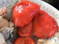 Pyura chilensis