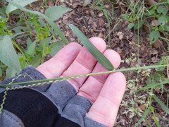 Leptochloa panicea