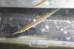 Aulorhynchus flavidus