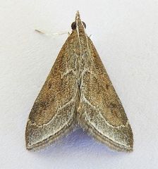 Pyrausta napaealis