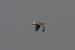 Larus