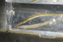 Aulorhynchus flavidus