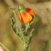 Hermannia diffusa - Photo 由 Sandra Falanga 所上傳的 (c) Sandra Falanga，保留部份權利CC BY-NC