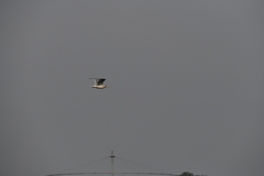 Larus