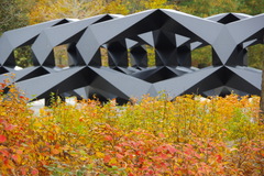 Fothergilla gardenii