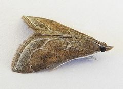 Pyrausta napaealis
