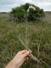 Melica racemosa