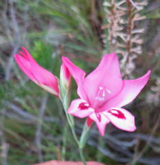 Gladiolus crispulatus