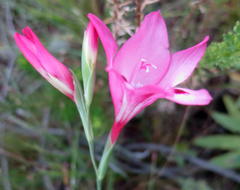 Gladiolus crispulatus