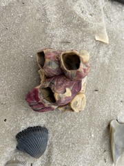 Megabalanus tintinnabulum