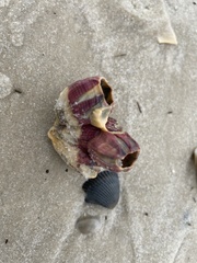 Megabalanus tintinnabulum