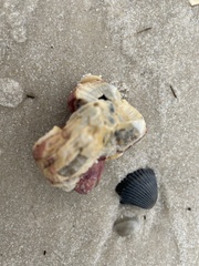 Megabalanus tintinnabulum