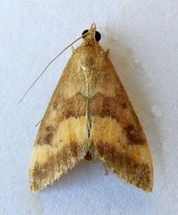 Pyrausta flavofascialis