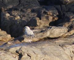 Charadrius marginatus marginatus