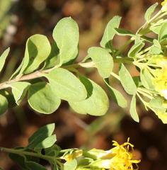 Pteronia divaricata