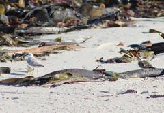 Charadrius marginatus marginatus