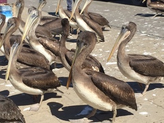 Pelecanus thagus