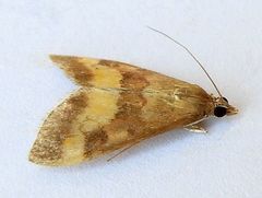 Pyrausta flavofascialis