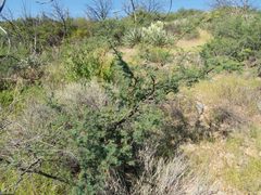 Mimosa aculeaticarpa biuncifera