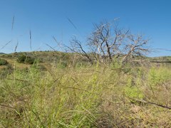 Aristida ternipes gentilis