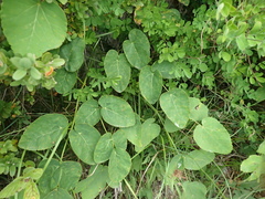 Laserpitium latifolium