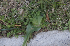 Colchicum eucomoides