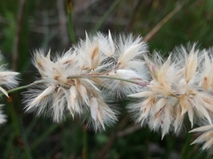 Melica racemosa